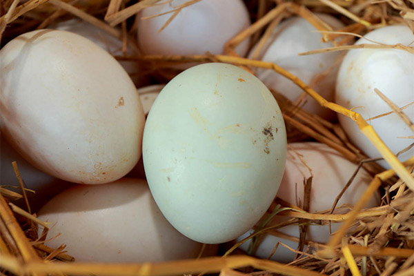 Pourquoi les œufs d'oie sont bons