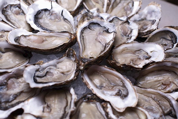What is useful to oysters