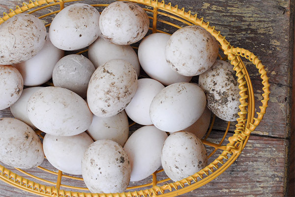 Quels sont les avantages des œufs de canard ?