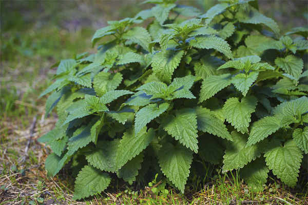 Interesting facts about nettles
