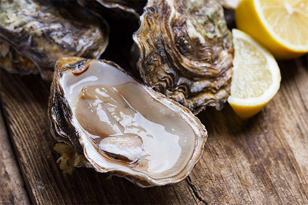Interesting facts about oysters