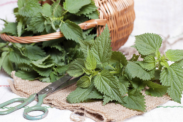 How to Properly Gather and Store Nettles