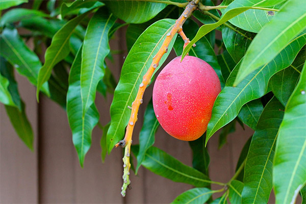 Sådan fyrretræer du mango