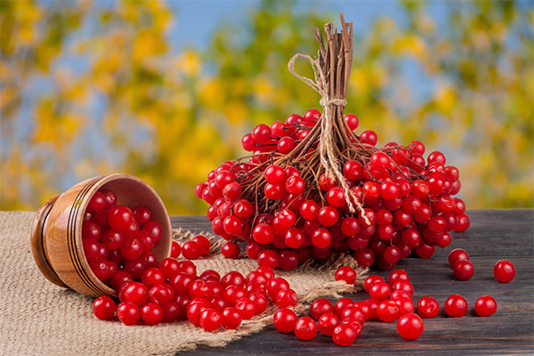 Cranberry in medicine