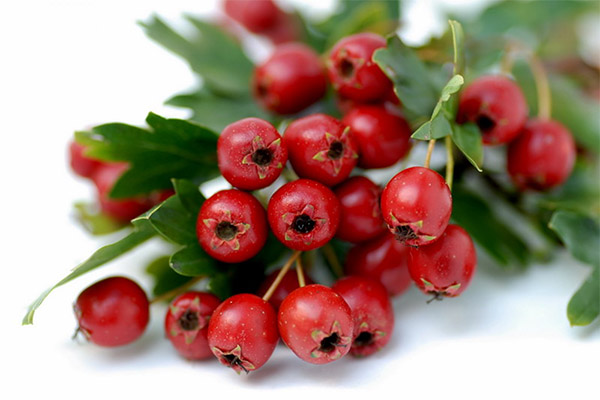 When to harvest and how to store hawthorn