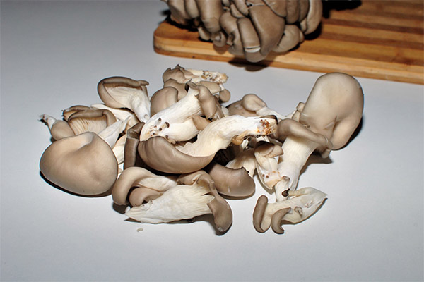 Is it possible to eat oyster mushrooms raw
