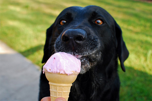 Mohou zvířata jíst zmrzlinu?