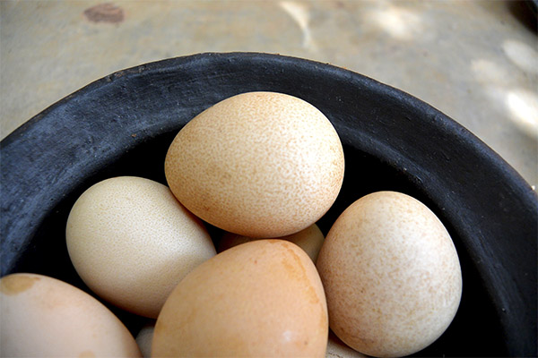 Nützliche Eigenschaften der Perlhuhn-Eier