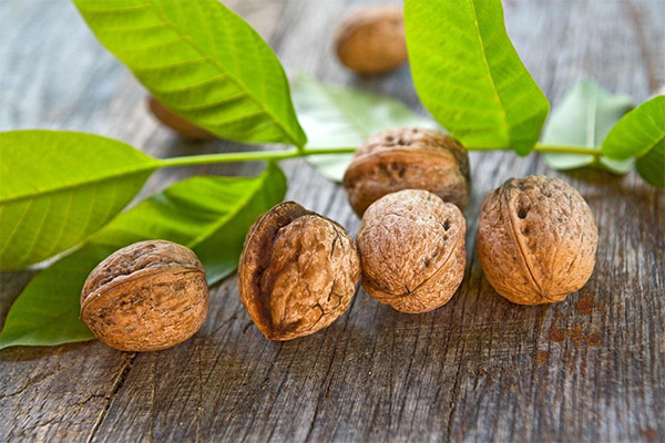 Užitečné vlastnosti listů vlašských ořechů