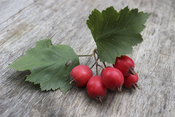 The benefits and harms of hawthorn