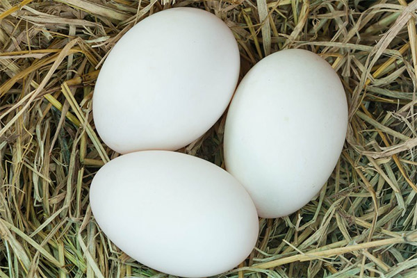 ガチョウの卵の効用と害悪