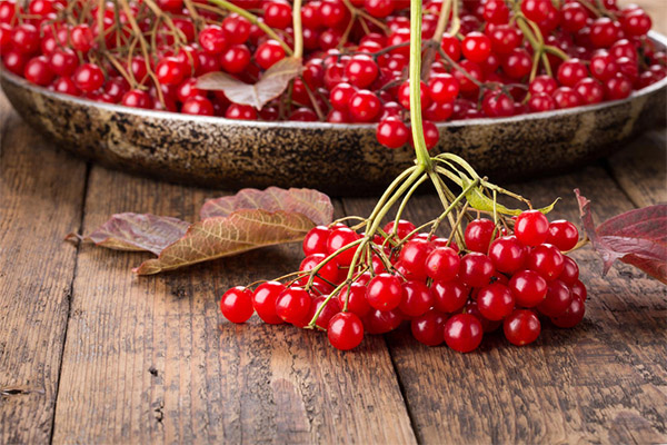 Nutzen und Schaden der Cranberry