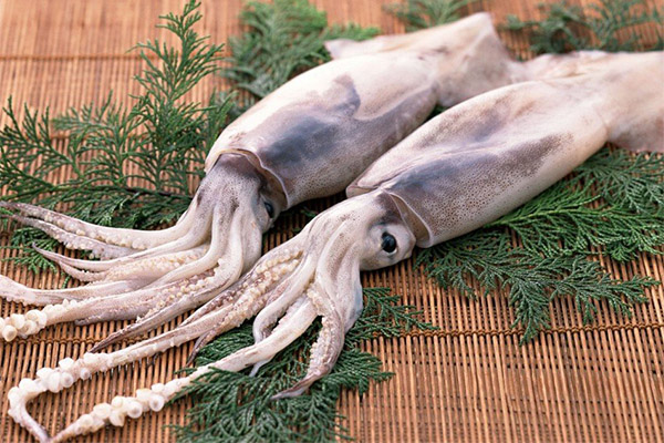 Fordele og ulemper ved blæksprutter