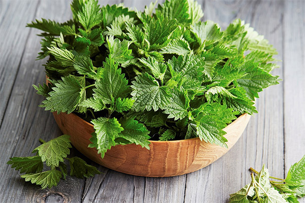 The benefits and harms of nettles