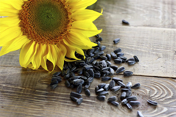 Nutzen und Schaden von Sonnenblumenkernen