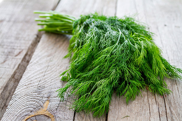 Benefits and harms of dill