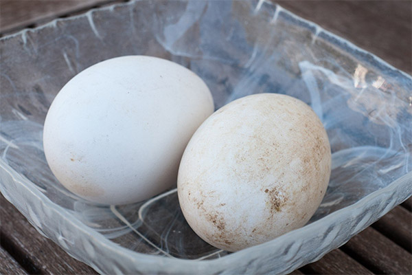 ガチョウの卵とその化粧品への応用