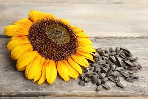 Schäden und Kontraindikationen von Sonnenblumenkernen
