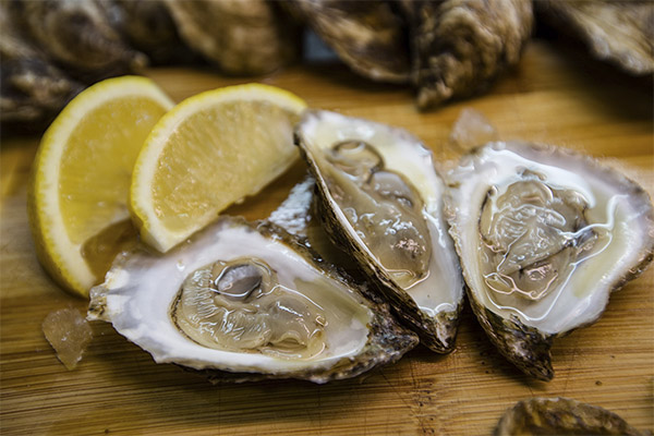 Schädlichkeit und Kontraindikationen von Austern