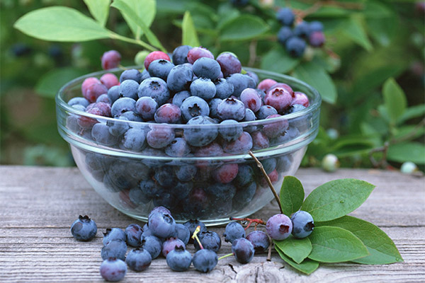 Co lze vyrobit z boldberry