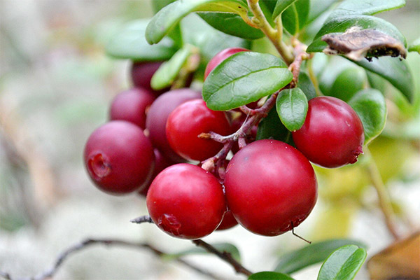 Interessante fakta om Lingonberry