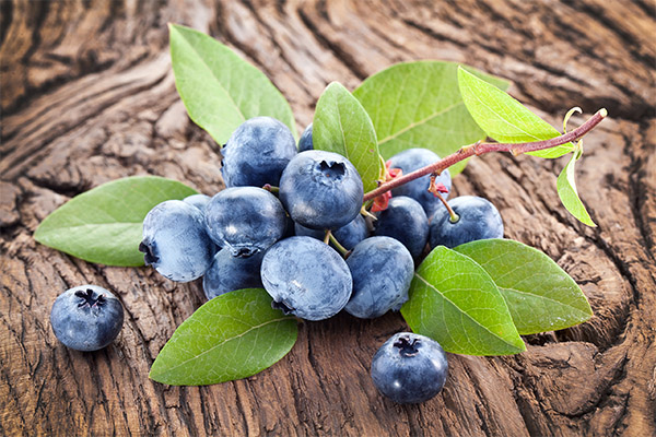 Interesting facts about blueberries