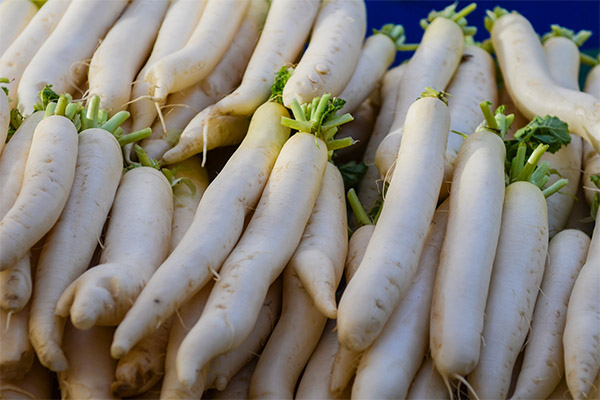 Interesting Facts about Daikon