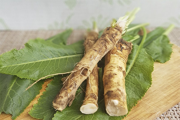 Interesting Facts about Horseradish