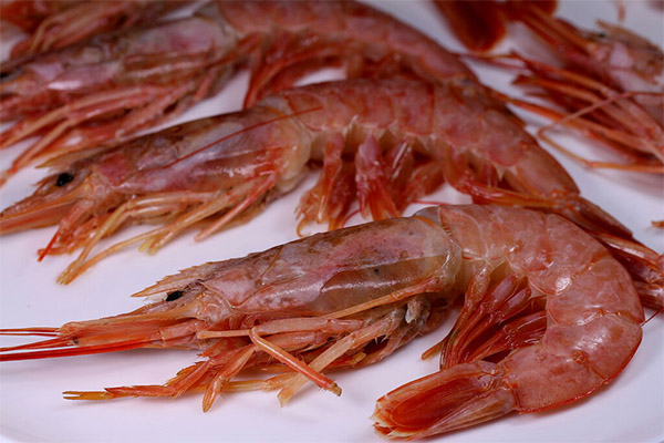 Interesting facts about shrimps