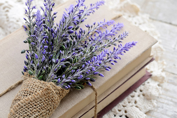 Interesting facts about lavender