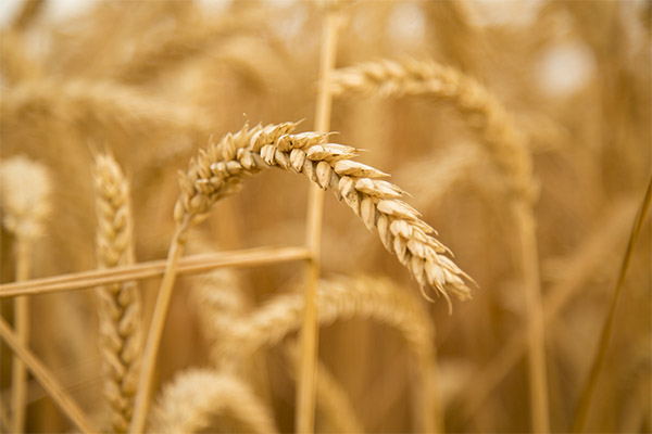 Wheat Interesting Facts