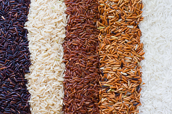 Fakta o rýži