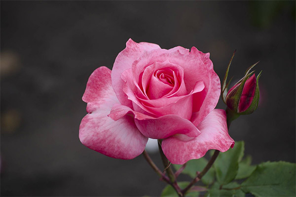 Interesting Facts about Roses