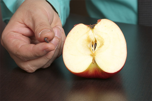 Sådan spiser du æblefrø korrekt