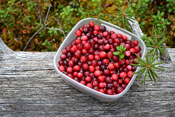 How to pick pick lingonberries for jam