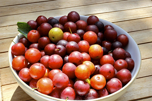 Wie man Kirschpflaumen für Marmelade auswählt