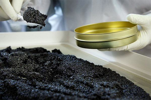 Wie man schwarzen Kaviar auswählt und aufbewahrt
