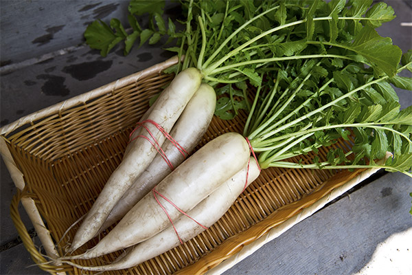 How to choose and store daikon