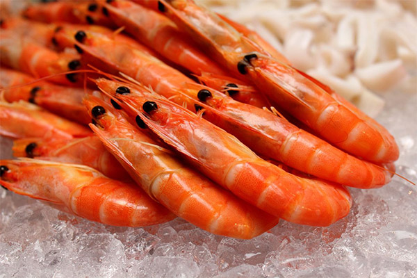 How to choose and keep shrimps