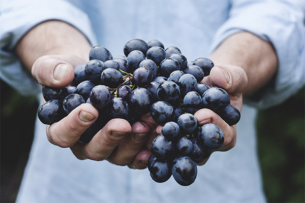 How to choose grapes for jam