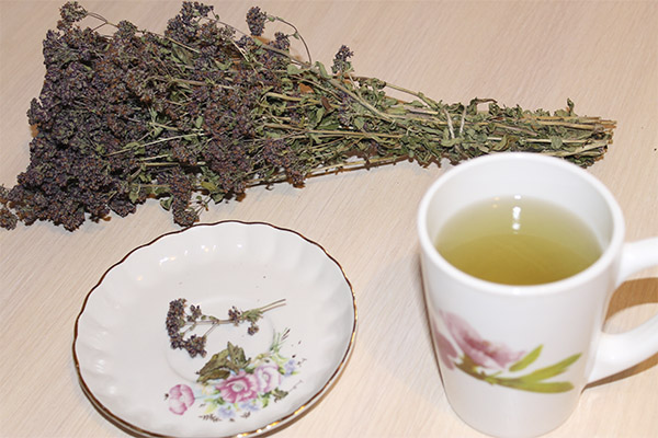Nyttige egenskaber af oregano te