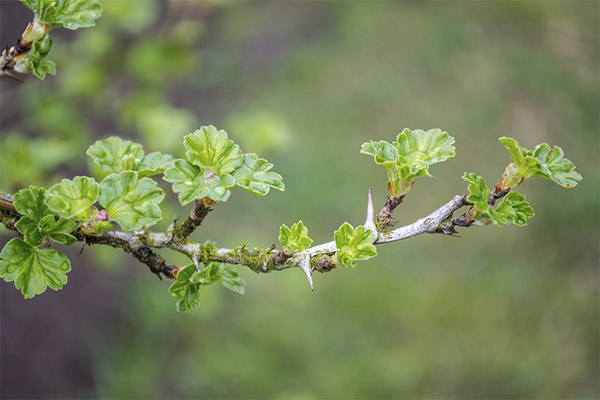 グースベリーの葉の有用な特性