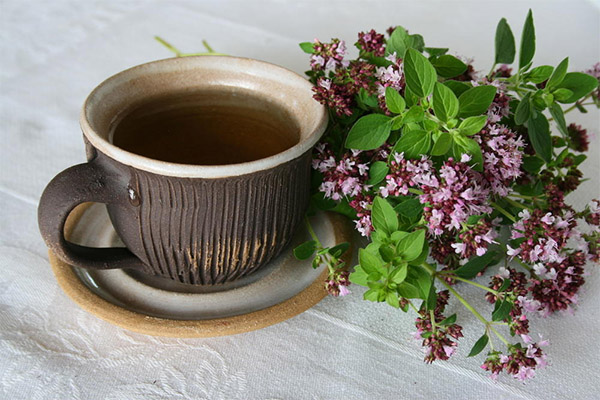 Fordele og skadevirkninger af oregano te