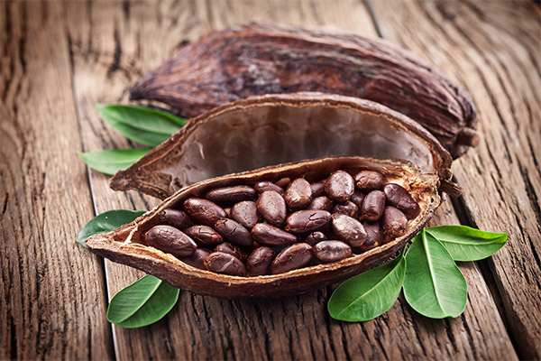 Nutzen und Schaden von Kakaobohnen