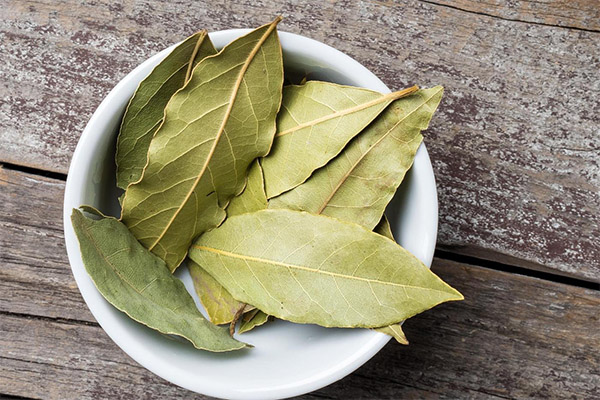 The benefits and harms of the bay leaf