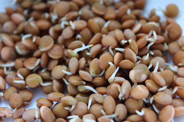 発芽レンズ豆の効用と弊害