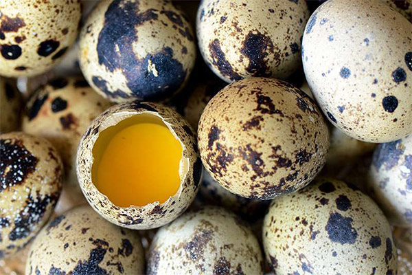 Checking the freshness of quail eggs