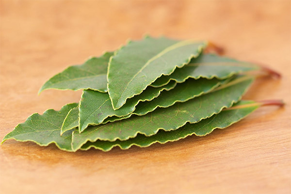 Recipes of folk medicine with bay leaf
