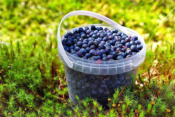Høst og opbevaring af blåbær