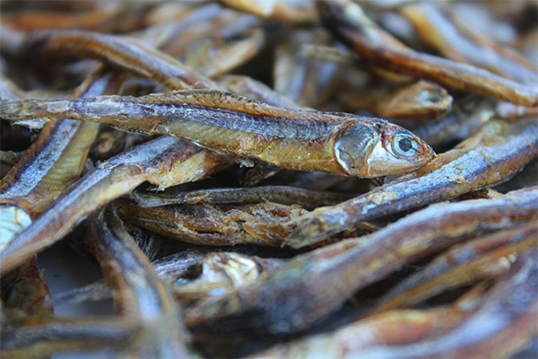 Dried and dried fish in medicine